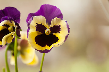 Image showing pansy