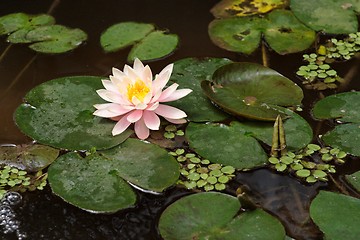 Image showing Pink water lily