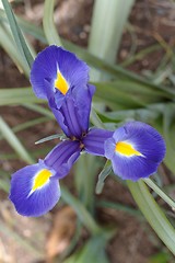 Image showing Three-pointed star of purple iris flower