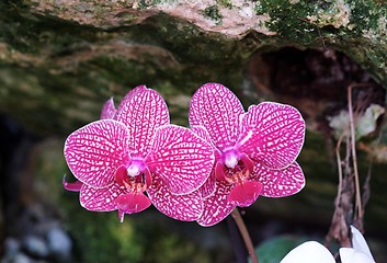 Image showing Vivid spotted violet orchid flowers in the cave