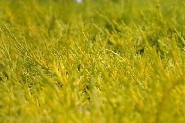 Image showing Green bushes on sunset, shallow DOF