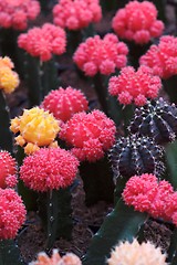 Image showing Red and purple cacti, shallow DOF