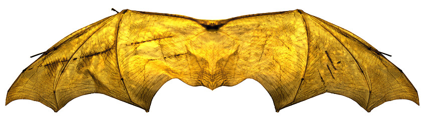 Image showing Glowing Isolated BatWings