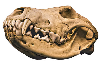 Image showing Wolf Cranium