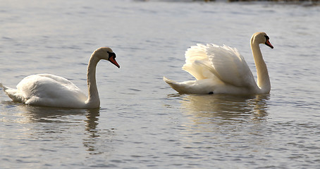 Image showing Swan's swimming.
