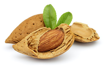 Image showing Almonds with leaves