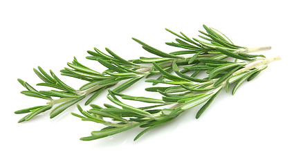 Image showing Rosemary