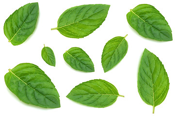 Image showing Leaves of mint