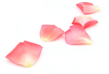 Image showing Petals