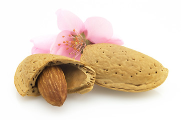 Image showing Nuts with flowers