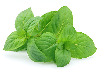 Image showing Fresh mint