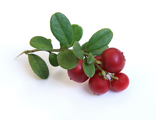 Image showing Fresh cowberry