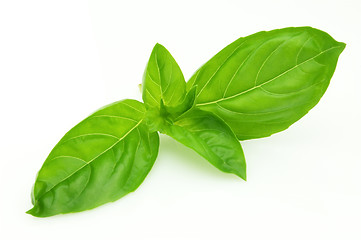 Image showing Leaves of basil