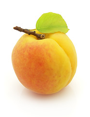 Image showing Apricot