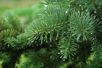 Image showing pine branch with raindrops