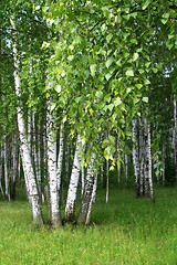 Image showing birch trees with young foliage 