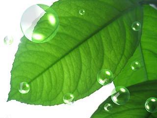 Image showing green leaf with abstract air bubbles