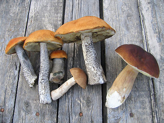 Image showing eatable mushrooms