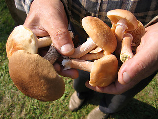 Image showing eatable mushrooms