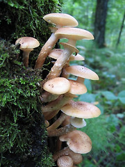 Image showing honey mushrooms growing at tree