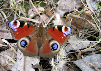 Image showing  Butterfly