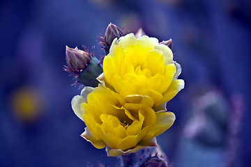 Image showing Blooming Cactus