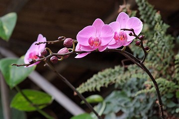 Image showing Delicate pink orchid flowers on the curved branch with buds