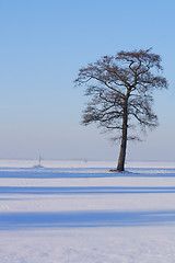 Image showing tree in the winter 