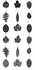 Image showing Leaves collage