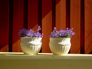 Image showing Flowers in sunbeam