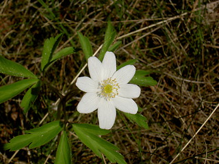 Image showing Windflower