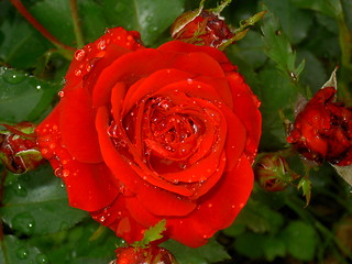 Image showing Red Rose