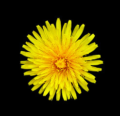 Image showing dandelion