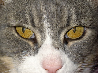 Image showing Cats eye