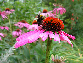 Image showing Echinacea and bea