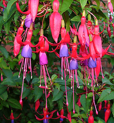 Image showing Fuschias