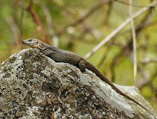 Image showing Reptile