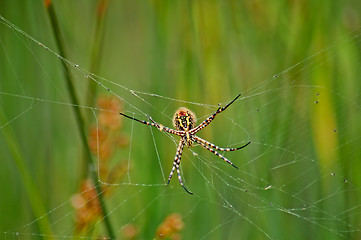 Image showing Colorful spider