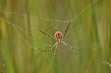 Image showing Spider