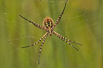 Image showing Spider and web