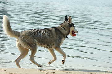 Image showing Husky dog on the beach