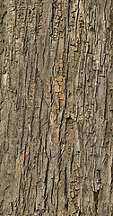 Image showing Tiled tree bark texture