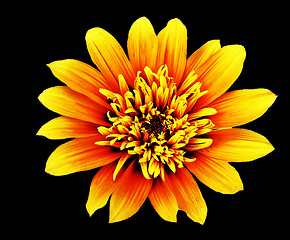 Image showing Gaillardia