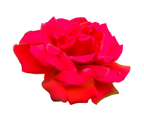 Image showing Red rose. Isolated on white background.