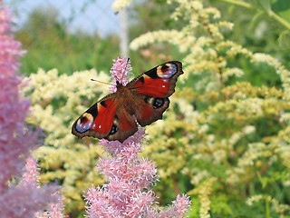 Image showing Beautiful butterfly