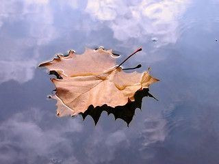 Image showing Autumn