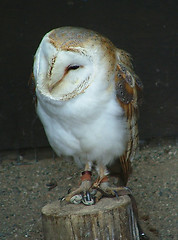 Image showing Barn owl