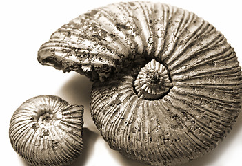 Image showing fossilized ammonite