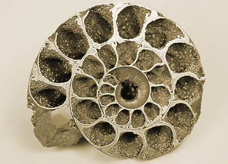 Image showing cockleshell (fossil)