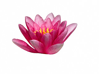 Image showing Lotus flower design element